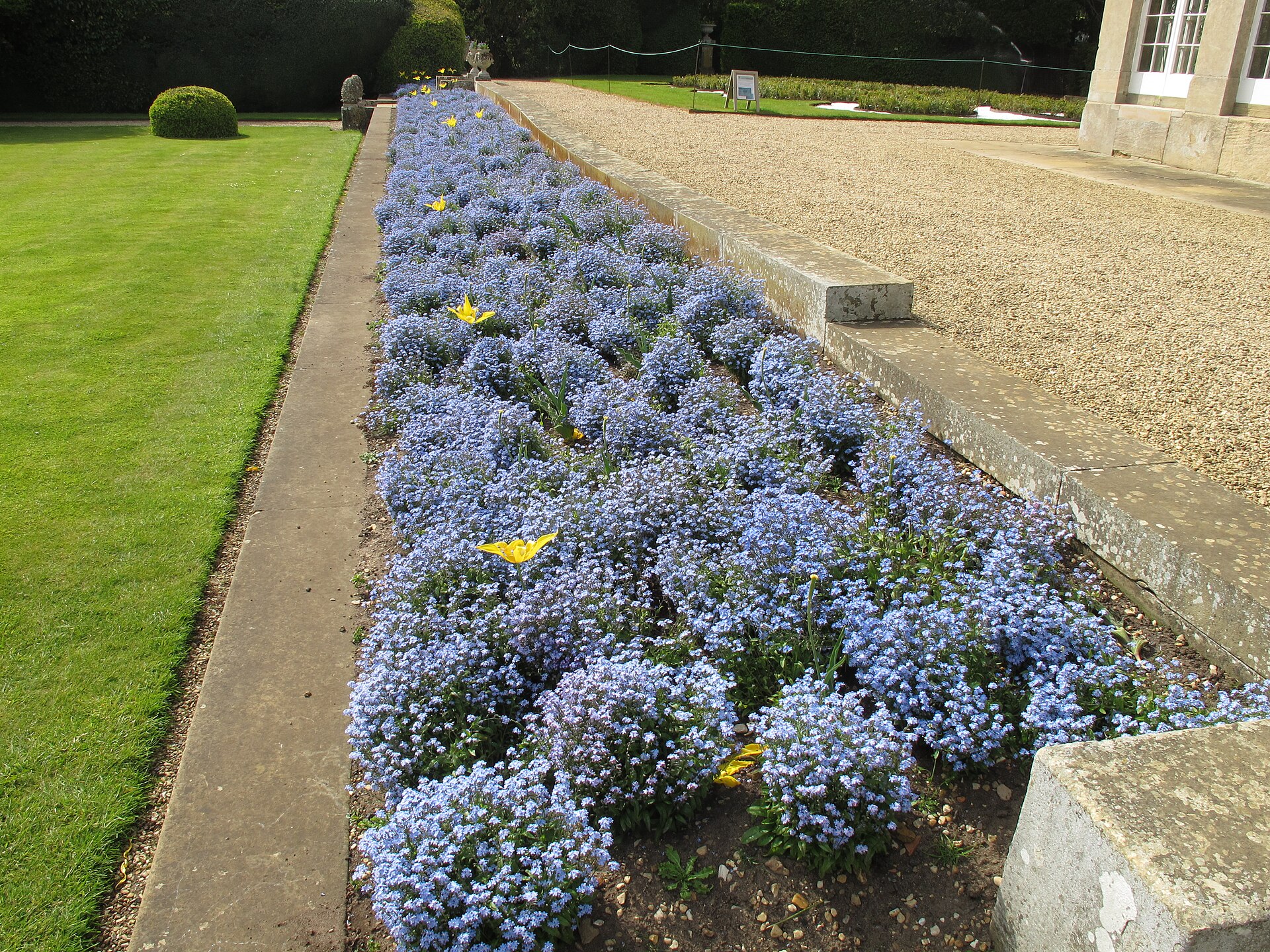 Flower bed by Orangery, Belton House   geograph.org.uk   4482418