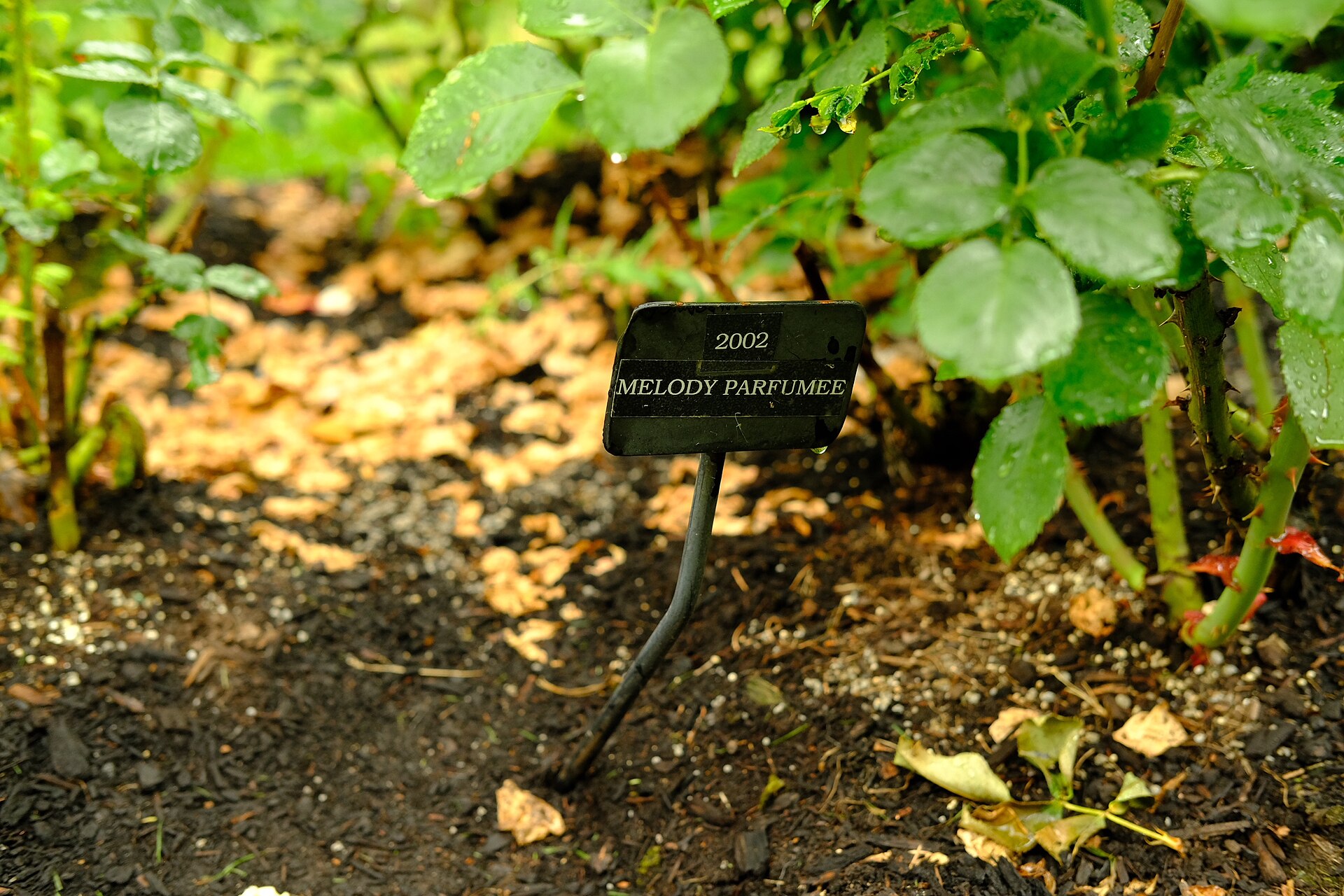 Rosa Melody Parfumee label Intl Rose Test garden