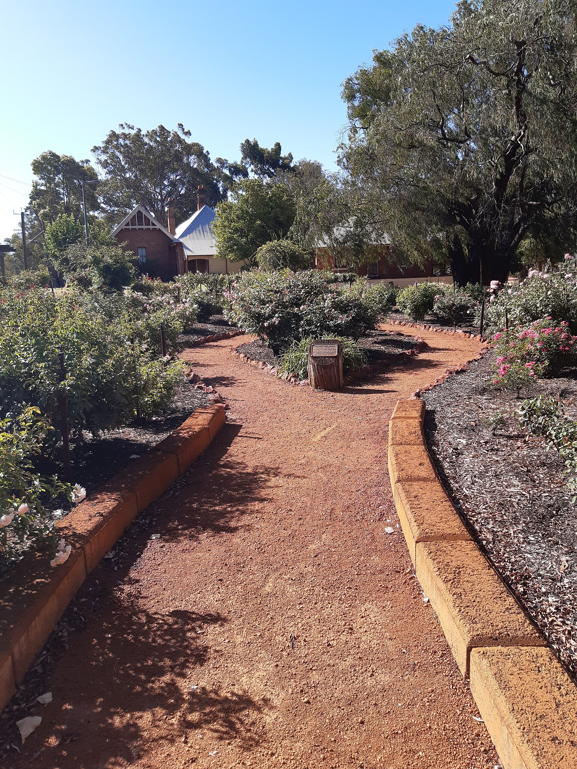 Pinjarra Heritage Rose Garden, February 2020 01