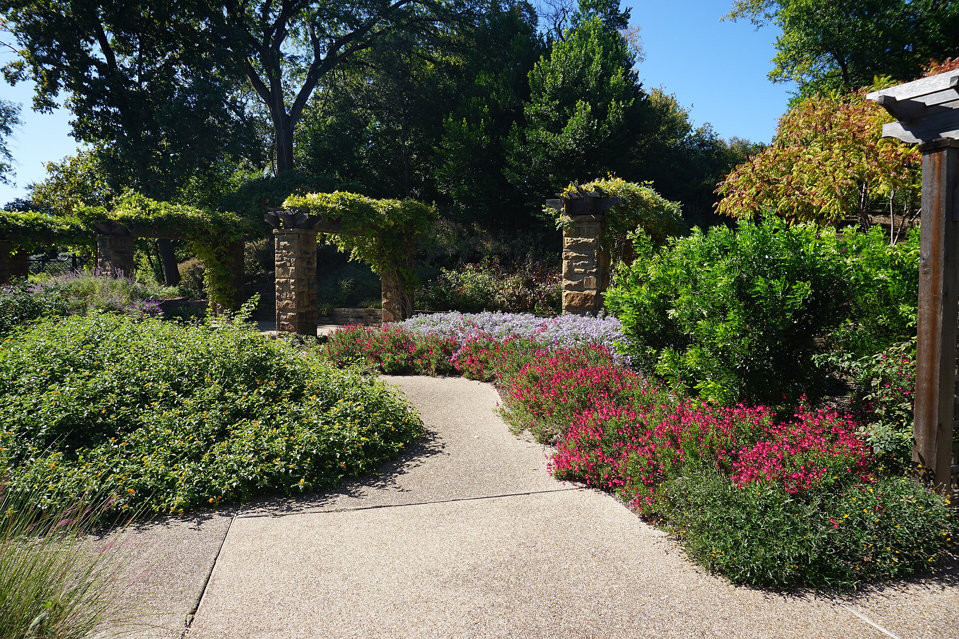 Fort Worth Botanic Garden October 2019 18 (Republic of Texas Rose Garden)