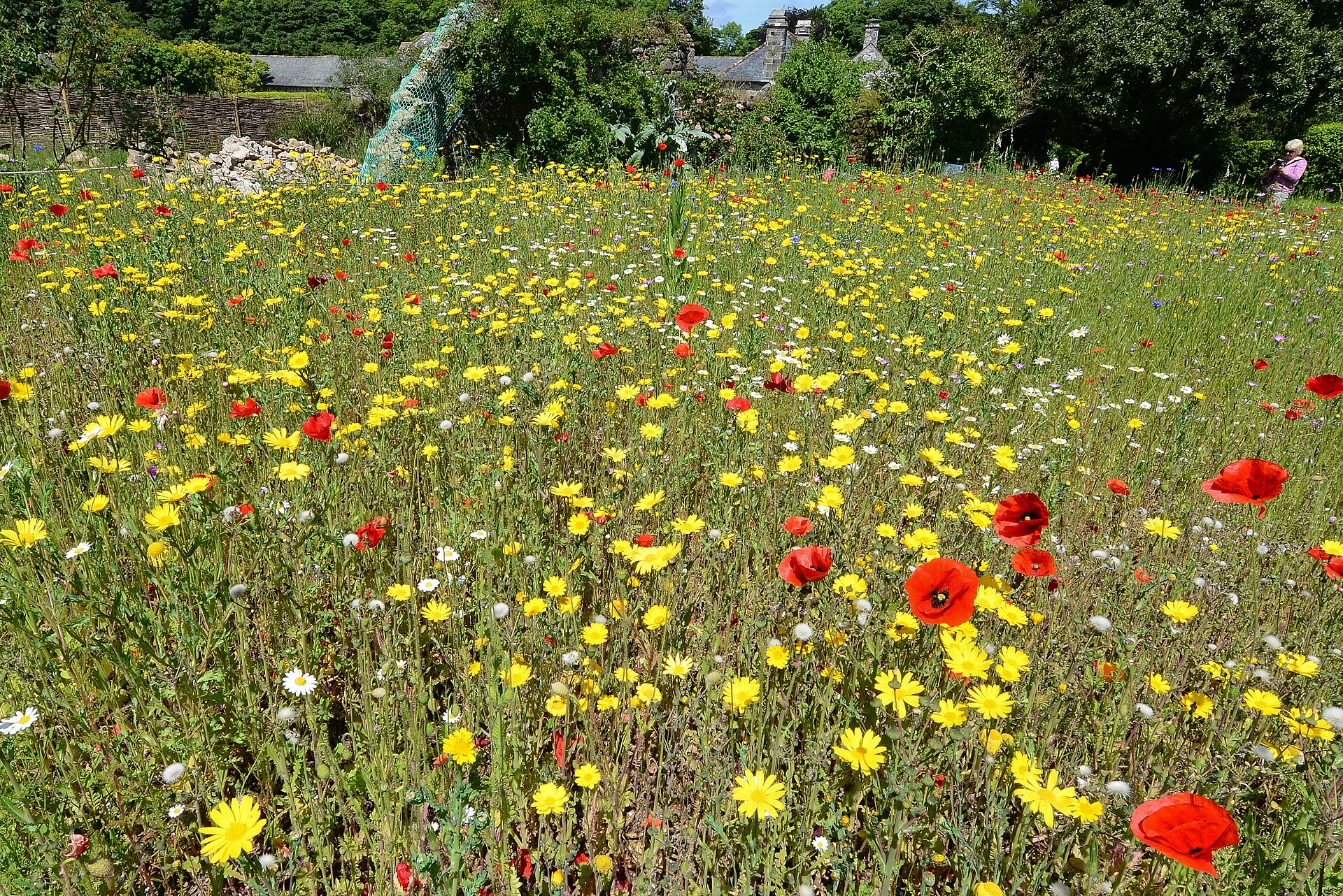 Godolphin House, The British wild flower bed   geograph.org.uk   4995235