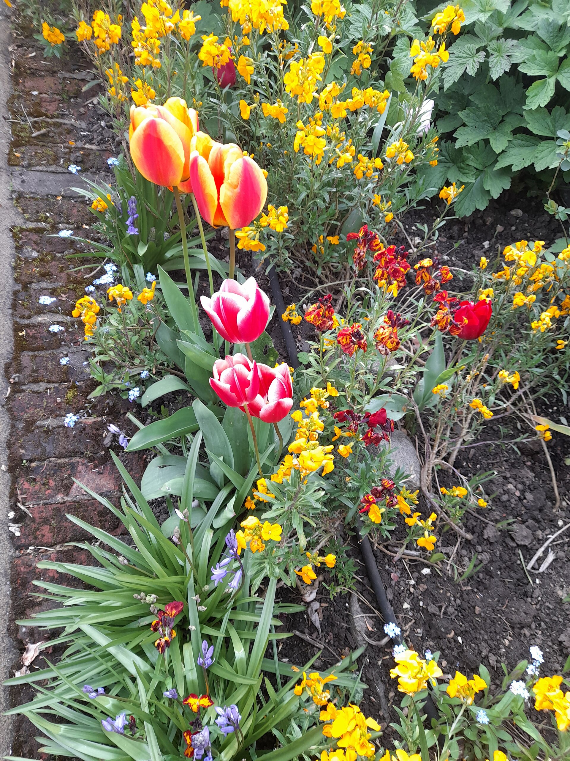 Flower bed in Gurney Drive, Hampstead Garden Suburb   geograph.org.uk   7465910