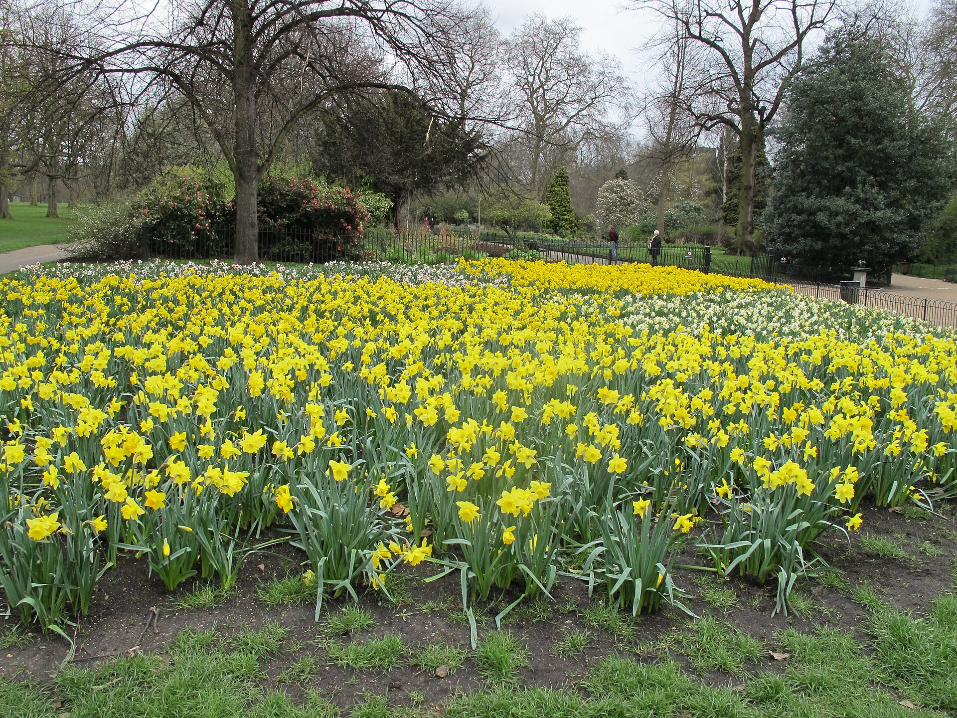 Large bed of daffodils in Kensington Gardens   geograph.org.uk   1799684
