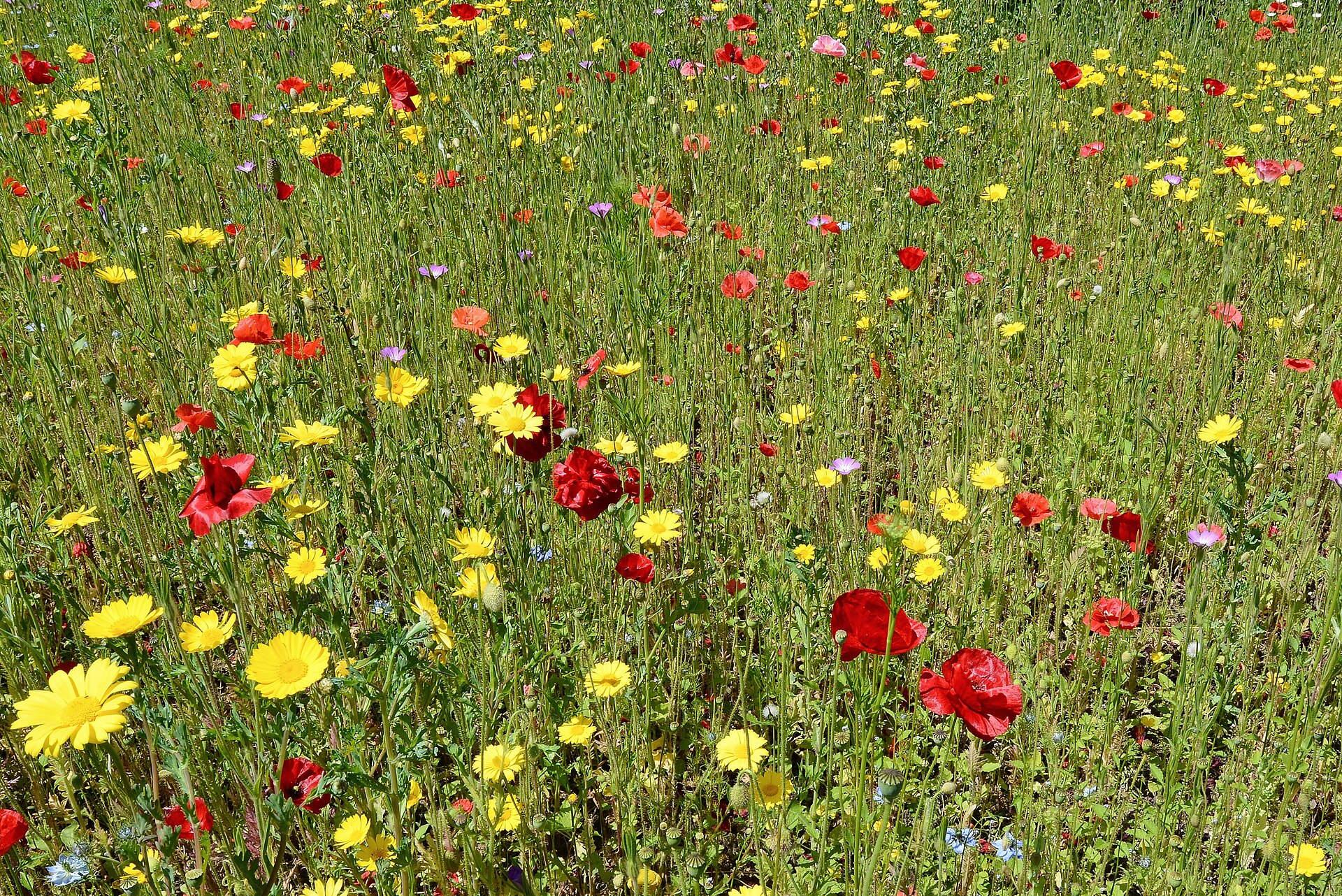Godolphin House, The British wild flower bed   geograph.org.uk   4995239
