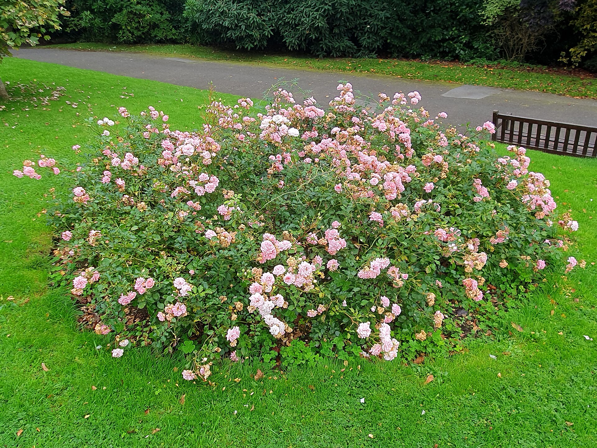 Flower bed in the Rose Garden, Victoria Gardens, Truro, Cornwall   October 2025